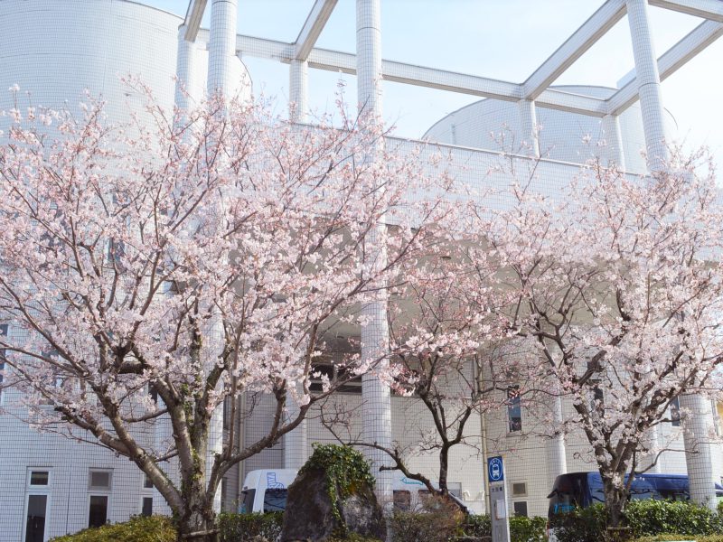 玄関の桜